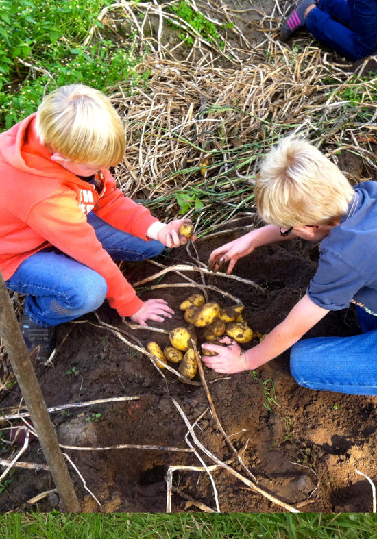 Zwei Jungen, die Kartoffeln ausgraben