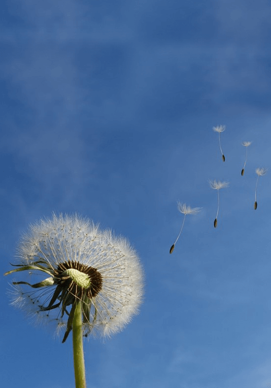 Pusteblume im Wind