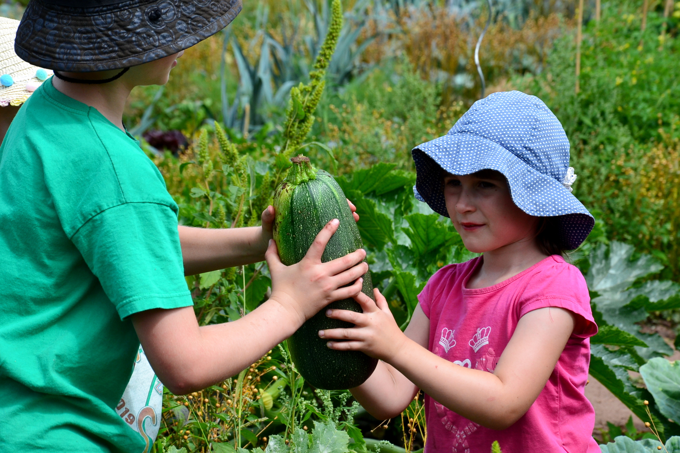 Kinder im Gemüsegarten mit frischer Zucchini